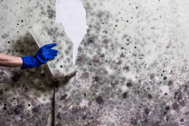 Best Fast Mold Removal  in Thayer, MO