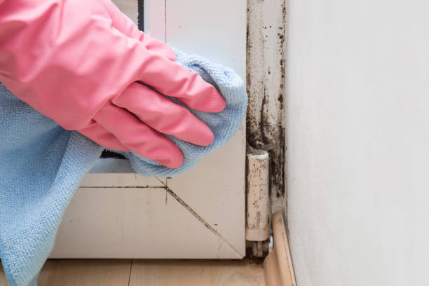 Best Local Mold Removal Service  in Thayer, MO
